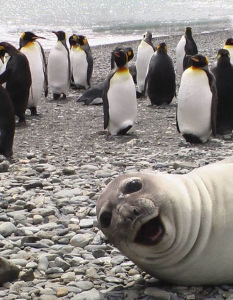 30 от най-смешните фотобомби на животни, които сте виждали - 6