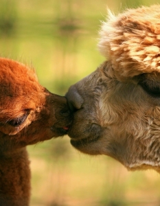 15 възхитителни снимки на влюбени животни - 8