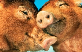 15 възхитителни снимки на влюбени животни