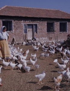 България от 1961 година през погледа на фотографа на Life Карл Майданс - 17