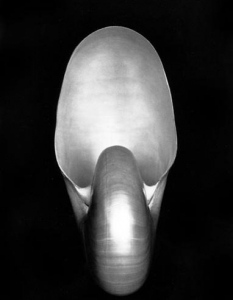 17. Edward Weston "Nautilus" (1927) $1 105 000