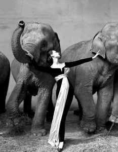 16. Richard Avedon "Dovima with Elephants" (1955) $1 151 976