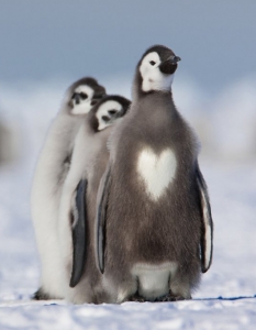 Прекрасни животински окраски, които ще разтопят и най-леденото сърце - 11