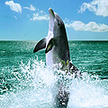 Делфини "плуват" в новия брой на National Geographic Kids