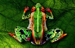 Човешката тропическа жаба на Йоханес Щьотер се 