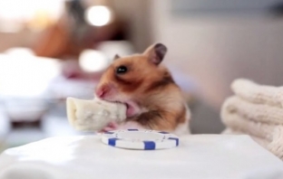 Най-сладкият хамстер на света яде миниатюрни буритос