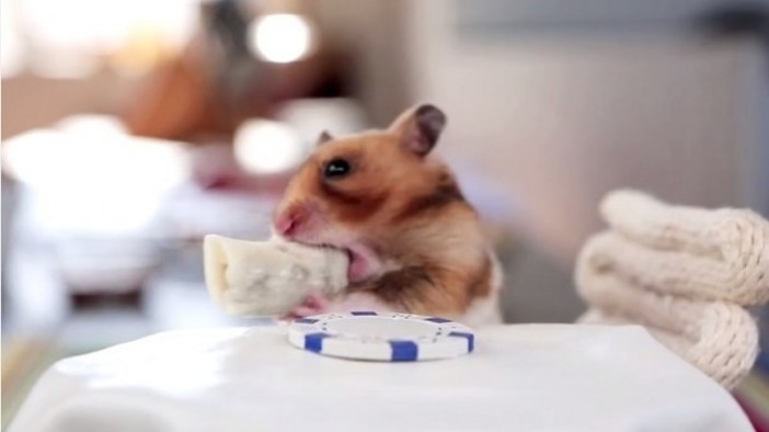Най-сладкият хамстер на света яде миниатюрни буритос