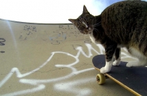 GoPro представя: Диджа - котка скейтбордист No.1 в света, която ще ви събере погледите