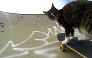 GoPro представя: Диджа - котка скейтбордист No.1 в света, която ще ви събере погледите