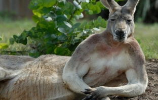 Австралийското кенгуру - кралят на бокса!