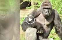 Горила в зоопарк беше убита, след като малко момче падна в клетката й (Видео)
