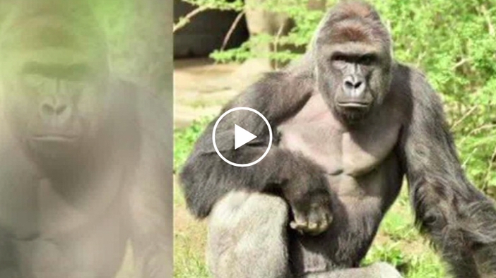 Горила в зоопарк беше убита, след като малко момче падна в клетката й (Видео)