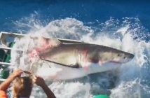Огромна бяла акула проби клетката на водолаз в ужасяващ инцидент