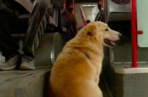 Кучето Корки е големият любимец на всички в градския транспорт на София
