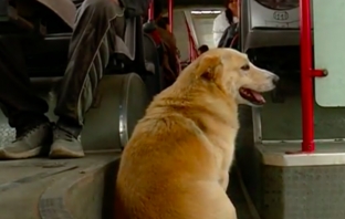 Кучето Корки е големият любимец на всички в градския транспорт на София
