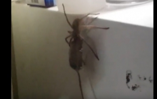 Гигантски паяк влачи мъртва мишка във видео, излязло от кошмарите ви
