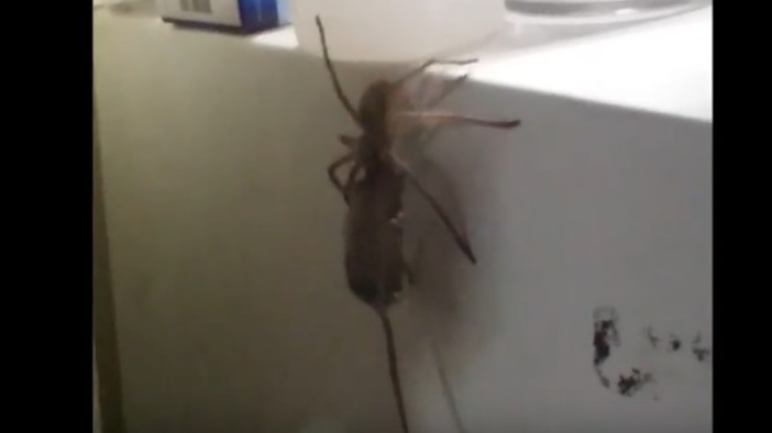 Гигантски паяк влачи мъртва мишка във видео, излязло от кошмарите ви