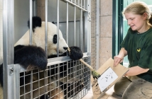 Рисуваща панда ще финансира фотоалбум на Виенския зоопарк