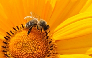 Пчелите могат да решават математически задачи