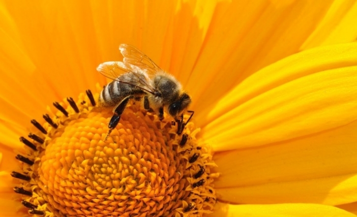 Пчелите могат да решават математически задачи