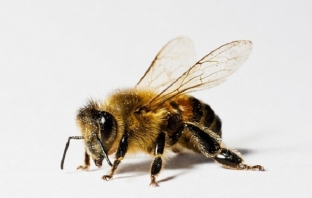 Пчелите учат, докато спят (и може би сънуват)
