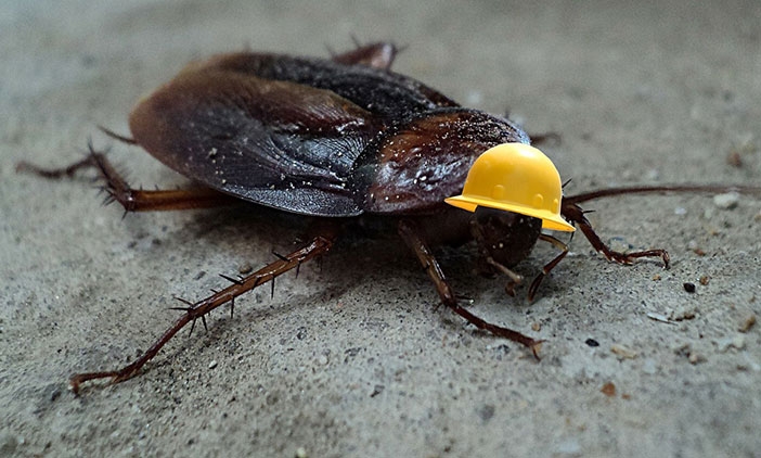 9 любопитни факта за хлебарките, които не знаете