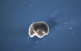 Американски учени създадоха биороботи, изградени изцяло от живи клетки