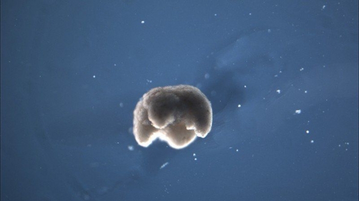 Американски учени създадоха биороботи, изградени изцяло от живи клетки