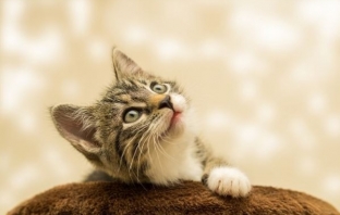 Котките не реагират добре на гласове на непознати хора