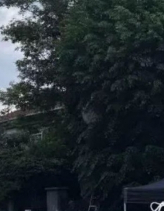 Снимките на филма за Лили Иванова затрудниха движението по централна улица в столицата - 2