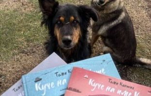 Едва 22% от бездомните кучета в България намират дом