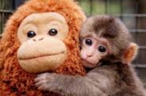 Вижте анимираната история на малкия Пънч - маймунката, която трогна целия свят!