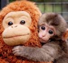 Вижте анимираната история на малкия Пънч - маймунката, която трогна целия свят!