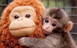 Вижте анимираната история на малкия Пънч - маймунката, която трогна целия свят!