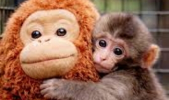 Вижте анимираната история на малкия Пънч - маймунката, която трогна целия свят!