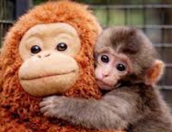 Вижте анимираната история на малкия Пънч - маймунката, която трогна целия свят!