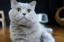 Почина котаракът Румен, един от най‑популярните домашни любимци в българските социални мрежи