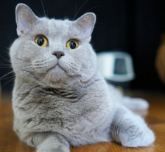 Почина котаракът Румен, един от най‑популярните домашни любимци в българските социални мрежи