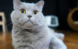 Почина котаракът Румен, един от най‑популярните домашни любимци в българските социални мрежи