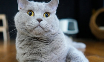 Почина котаракът Румен, един от най‑популярните домашни любимци в българските социални мрежи