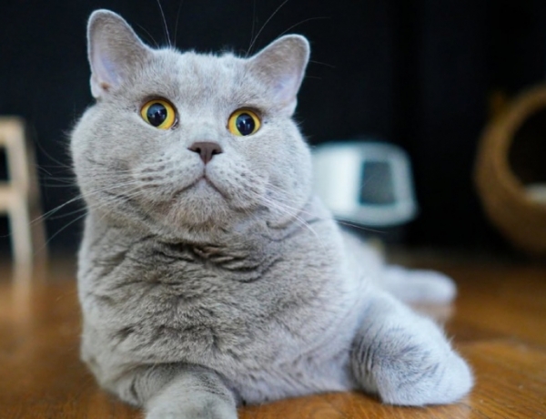 Почина котаракът Румен, един от най‑популярните домашни любимци в българските социални мрежи