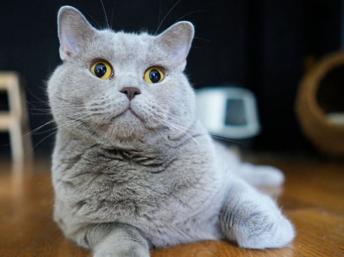 Почина котаракът Румен, един от най‑популярните домашни любимци в българските социални мрежи