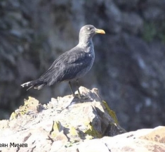 Гларусът Черньо очаква пиленца. Вижте интересната му история!
