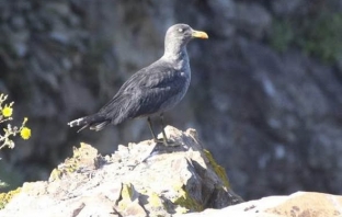 Гларусът Черньо очаква пиленца. Вижте интересната му история!