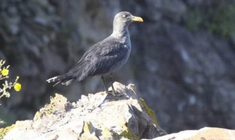 Гларусът Черньо очаква пиленца. Вижте интересната му история!