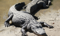 Флорида (САЩ): За кожата на един алигатор