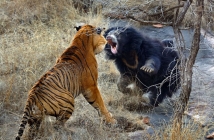 Виждали ли сте нещо подобно?! Мечка надви два тигъра в яростна битка за мечетата си
