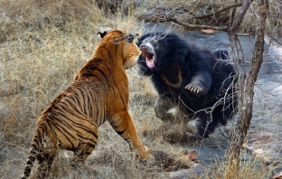 Виждали ли сте нещо подобно?! Мечка надви два тигъра в яростна битка за мечетата си