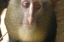 Откриха нов вид маймуна в Конго