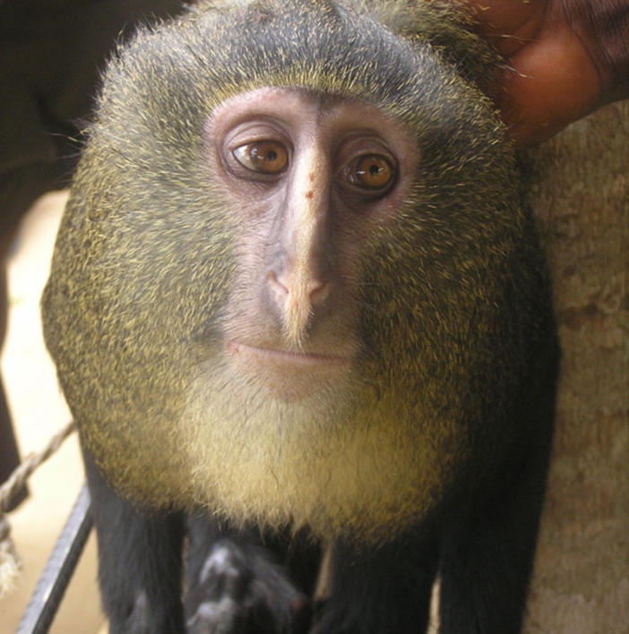 Откриха нов вид маймуна в Конго